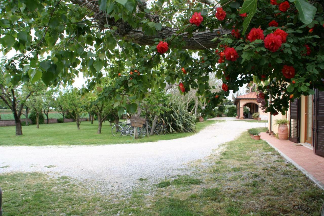Diciocco